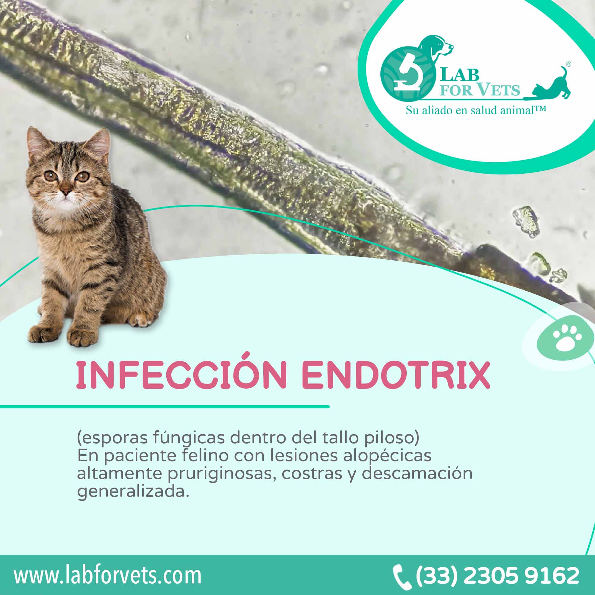 Endotrix Infección Endotrix – Lab for Vets